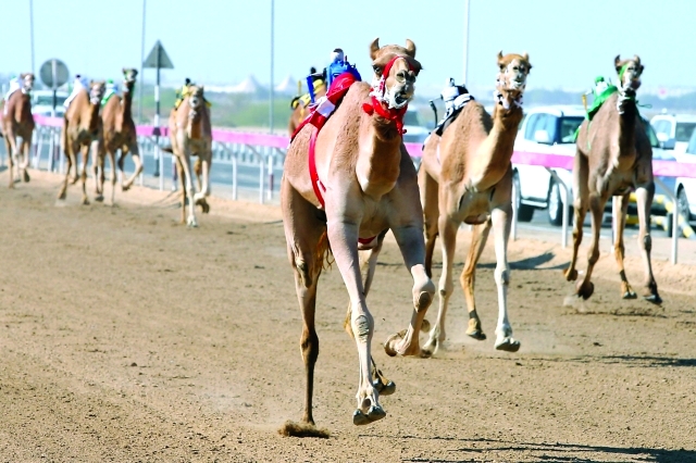 "تنافس مثير شهده السباق \t- البيان"