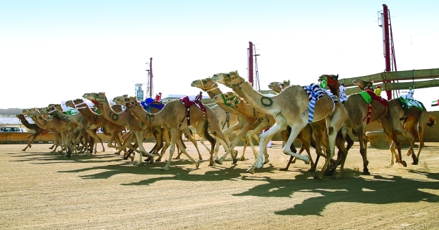 "تنافس شديد على الجائزة الكبرى لمهرجان الشيخ زايد التراثي - تصوير - مجدي اسكندر"