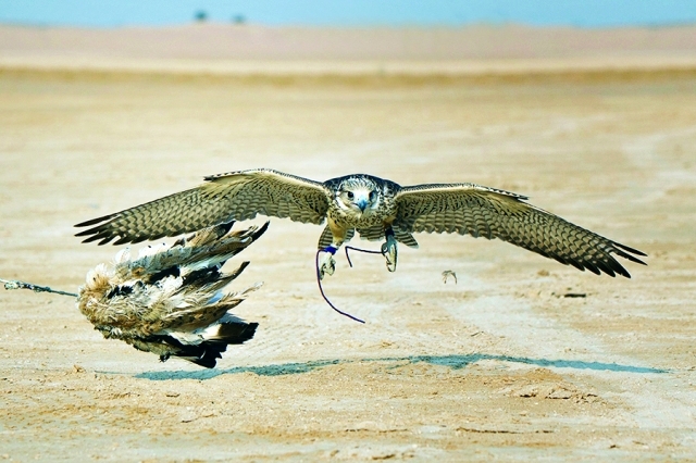 "جانب من منافسات العام الماضي"