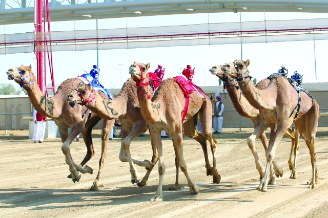 "ندية وإثارة شهدتهما منافسات اليوم الأخير من السباق - البيان"