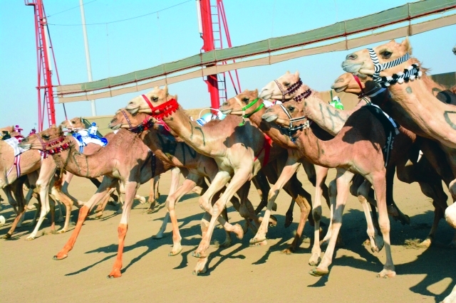 "منافسات قوية شهدها اليوم الأول من المهرجان - البيان"