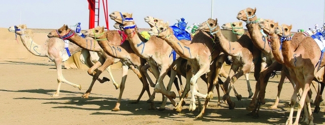 "منافسات قوية في اليوم الأخير بسباق الوثبة - البيان"
