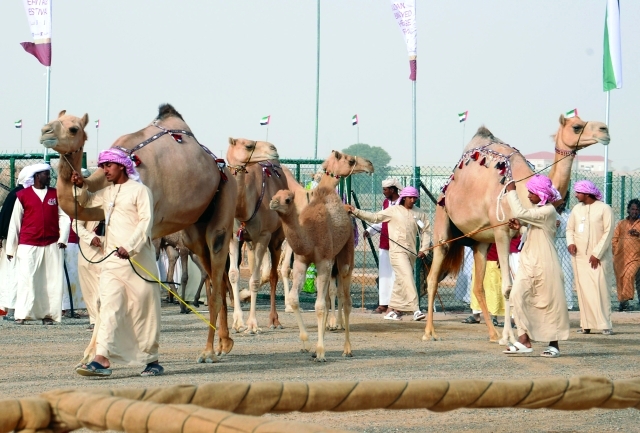 "تجهيز الإبل للمنافسات"
