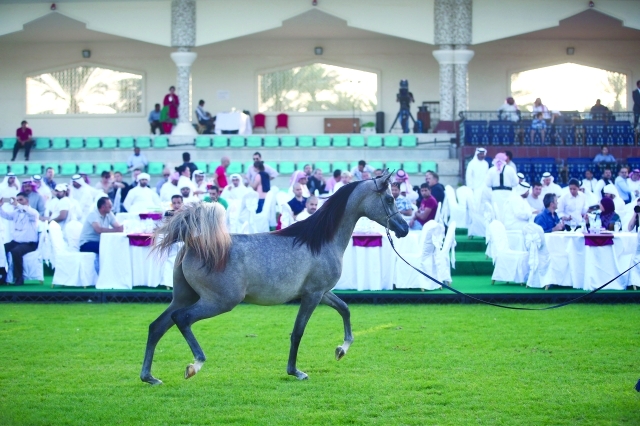 "جانب من مزاد أبوظبي لجمال الخيول"