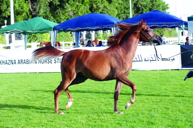 "استعراض الخيول خلال المنافسات - البيان"