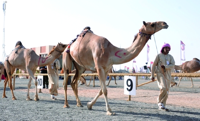 "جانب من مسابقات مزاينة الإبل"