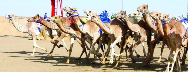 "المهرجان يشمل جميع الفئات العمرية والبداية بمنافسات «الحقايق» -البيان"