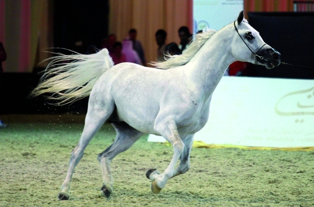 "أجمل الخيول تتنافس في البطولة - البيان"