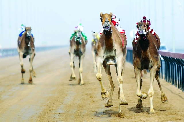 "الشيخ حمدان بن محمد بن راشد آل مكتوم يتابع سباق مهرجان الهحن التراثي 2014 بمنطقة المرموم بدبى ابريل 2014 -16تصوير: خالد نوفل"