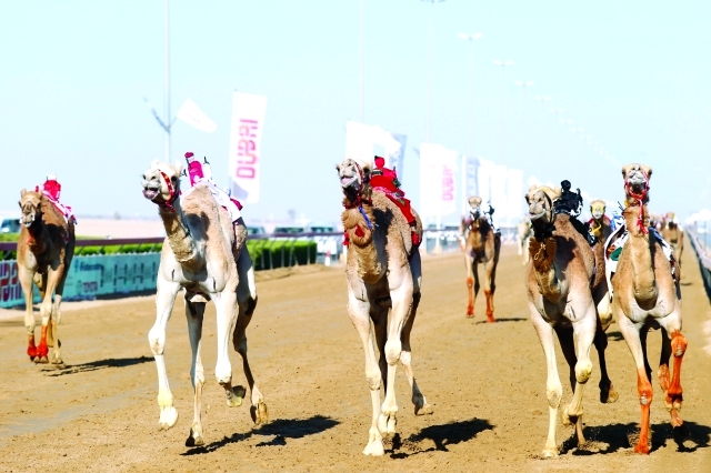 "منافسات قوية في ثالث أيام المهرجان - البيان"