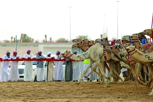 "أكثر من 10 آلاف مطية من الأصائل تشارك في نسخة 2015"