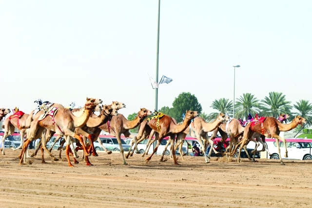 "أطيب الأصايل تتنافس في المهرجان"