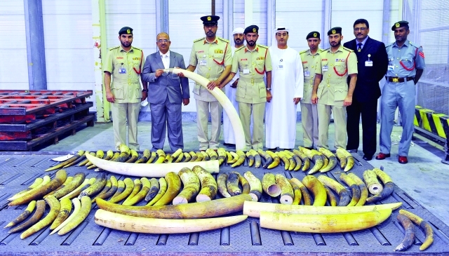 «البيئة» تتسلم 300 كلغم عاج مصادر