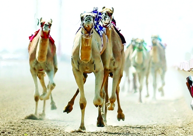 "أفضل المطايا شاركت في المنافسات - البيان"