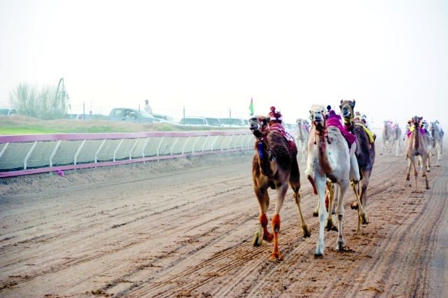 "جانب من منافسات مهرجان الذيد \t-البيان"
