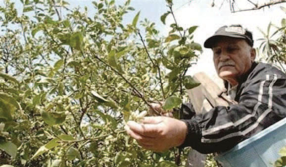 عاصمة زهر لبنان تتجمل بتقطير الليمون