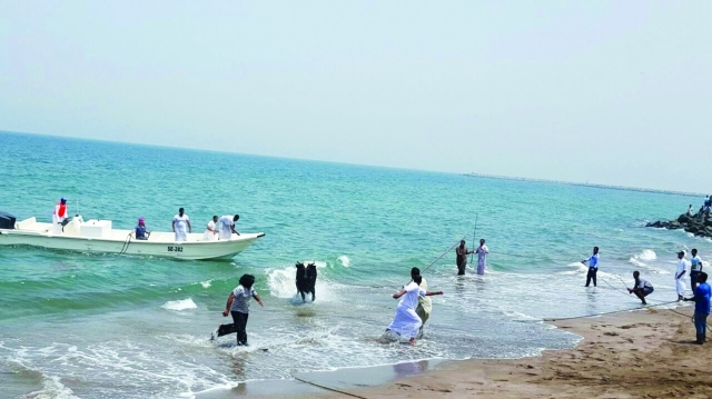 "مطاردة الثور استغرقت 7 ساعات | البيان"