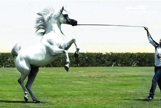 "■ الفحل العالمي دي مراكش"