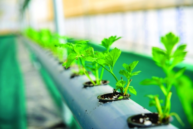 "■ نماذج عن الزراعة المائية | من المصدر"