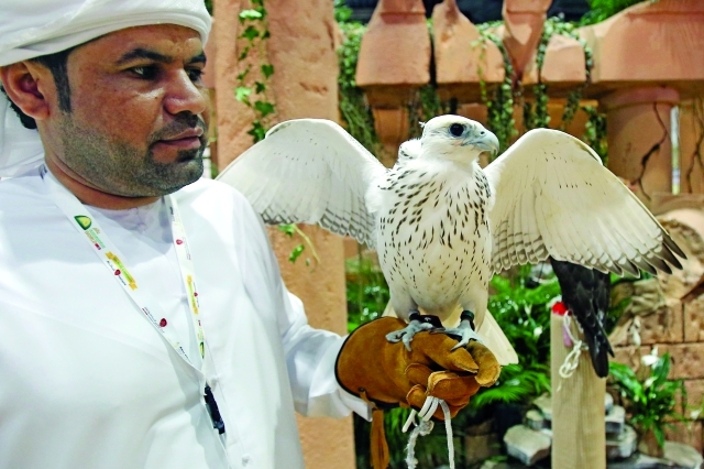 "الصقار ناصر الحمادي في جناح الصقور"