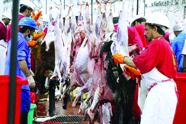 "■ خلال تجهيز الأضاحي بمسلخ أبوظبي للجمهور | تصوير: مجدي إسكندر"