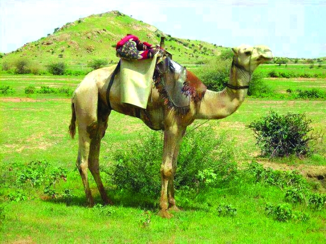 "الرعاة يجدون في المنطقة المخضرّة خير مكان لمواشيهم في فصل الخريف  |  البيان"