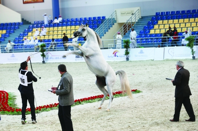 "■ جانب من عروض النسخة الماضية\t | البيان"