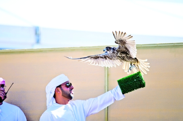 " أحد المشاركين يطلق طيره"