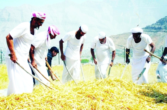 "■ حصاد القمح من مواسم الصيف الجميلة"