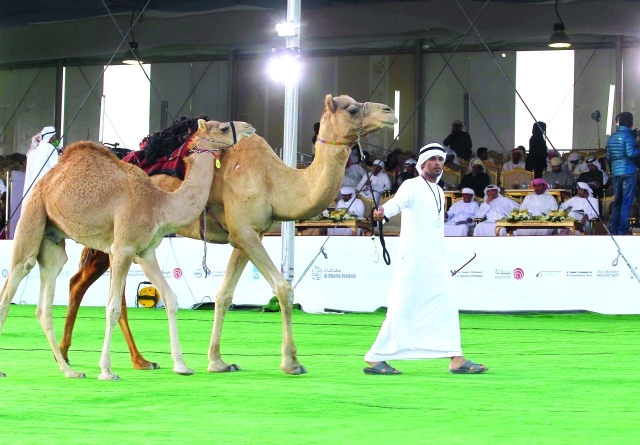 "■ اقبال كبير على مزاد الابل | وام"