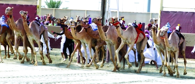 "■ مشاركة قياسية لنخبة الهجن"