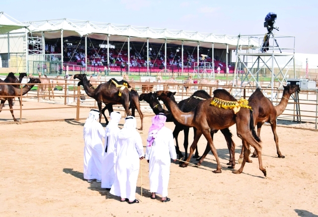 "■ جانب من مسابقة المزاينة"