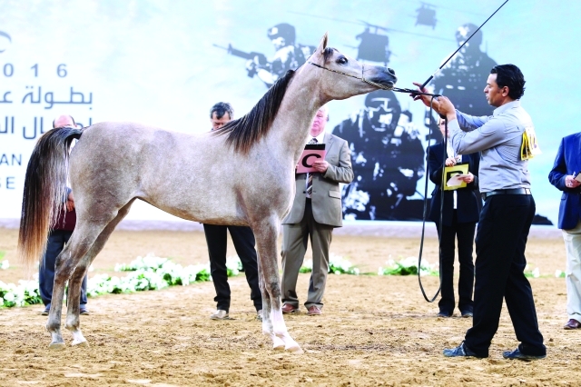 "■ بطولة جمال الخيل العربية تميزت بقوة المنافسات"