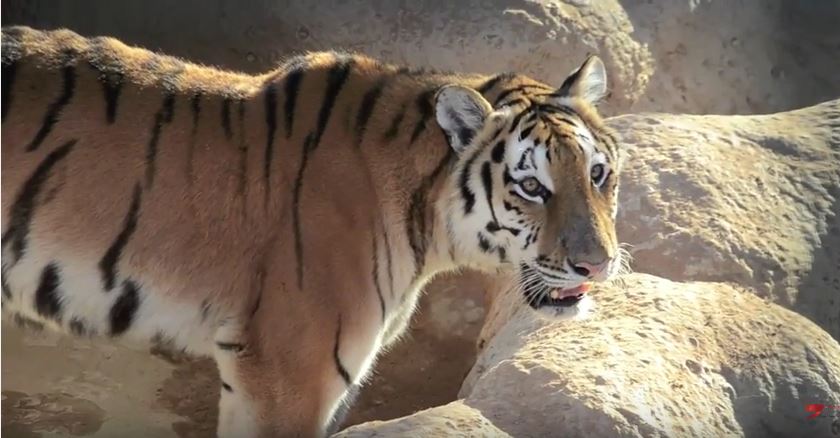 «الإمارات للحيوانات» تجربة فريدة بين أحضان الطبيعة