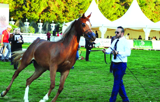 "■ نخبة الخيول في قلب الحدث"