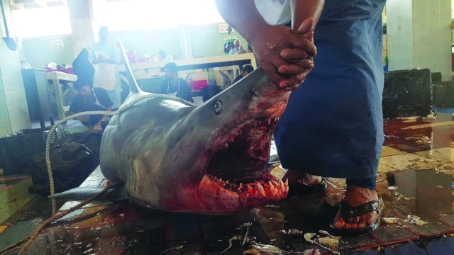 "■ الصيادون يسيطرون على سمكة القرش المهاجمة | من المصدر"