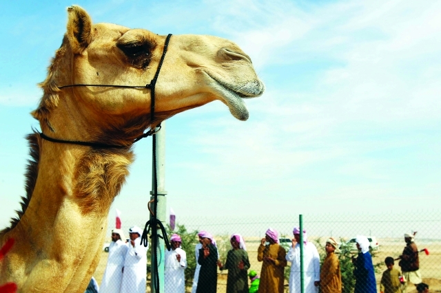 "■ أفضل السلالات في قلب الحدث   |   البيان"