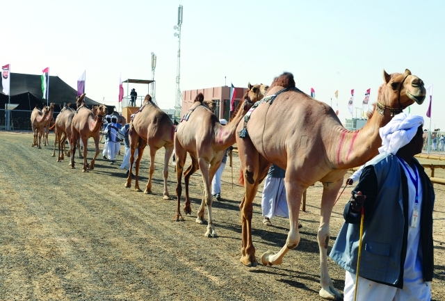 "■ الإبل تستعد لخوض المنافسات"