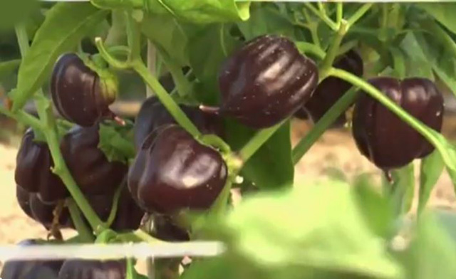 بالفيديو.. واحة  فواكه وخضروات نادرة في صحراء الكويت