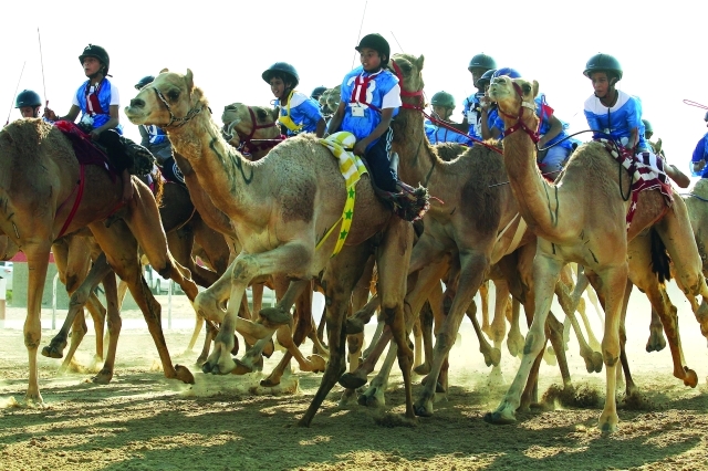 "من فعاليات الهجن في المهرجان التراثي | البيان"