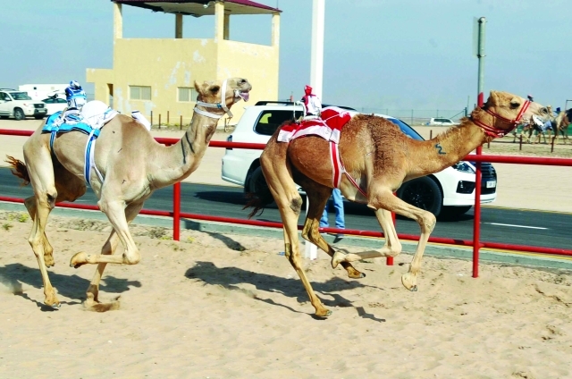 "■ هجن الرئاسة تواصل تألقها في مهرجان الكويت | البيان"