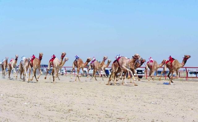 "■ هجن الرئاسة تألقت في أشواط البطولة | البيان"