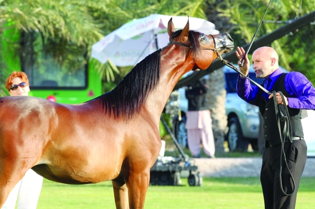 "■ أجمل وأجود الخيول تنافس في البطولة | البيان"