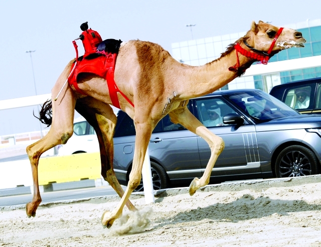 "■ من منافسات سباق هجن الشيحانية | البيان"