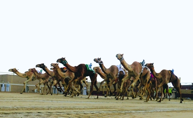 "أفضل سلالات الهجن والمطايا شاركت في منافسات الشحانية - البيان"
