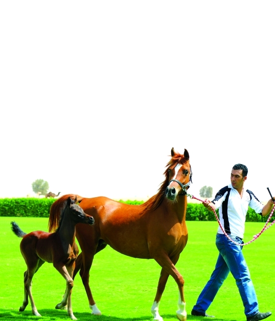 "جانب من عروض جمال الخيول وصغارها - البيان"