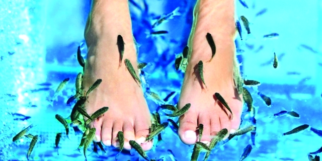 "■ العلاج بالأسماك فكرة تجميلية لا تخلو من مخاطر صحية | أرشيفية"