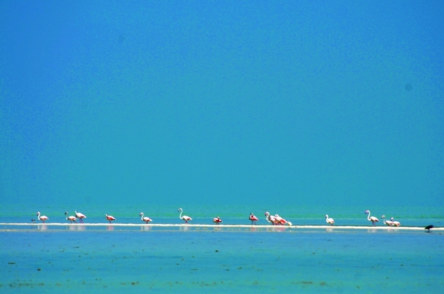 "تحتضن بوطينة أعداداً كبيرة من طيور الفلامنغو | من المصدر"