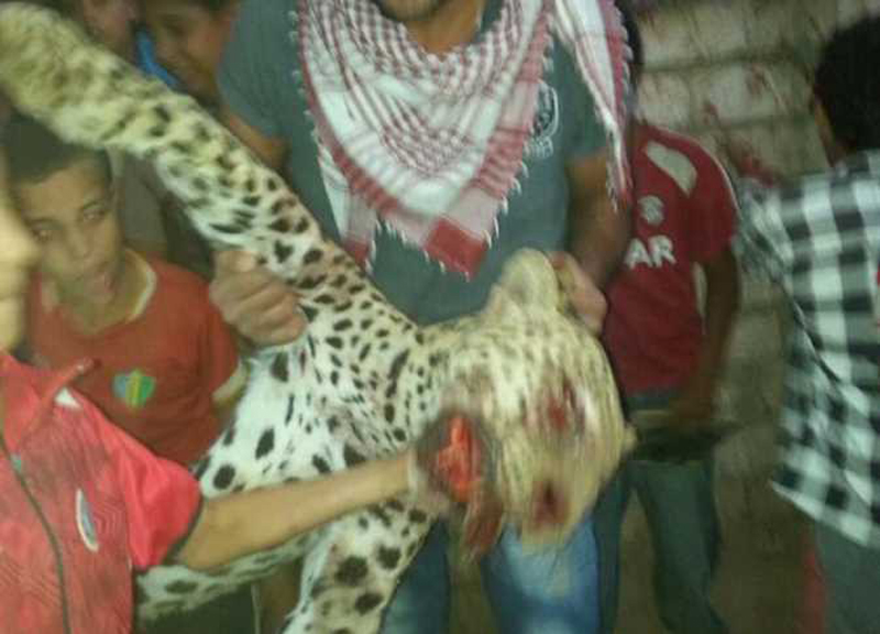 مفاجآت جديدة في قصة النمر الذي التهم طفلة مصرية