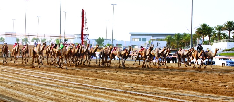"■ اهتمام كبير بسباقات الهجن في الإمارات | البيان"